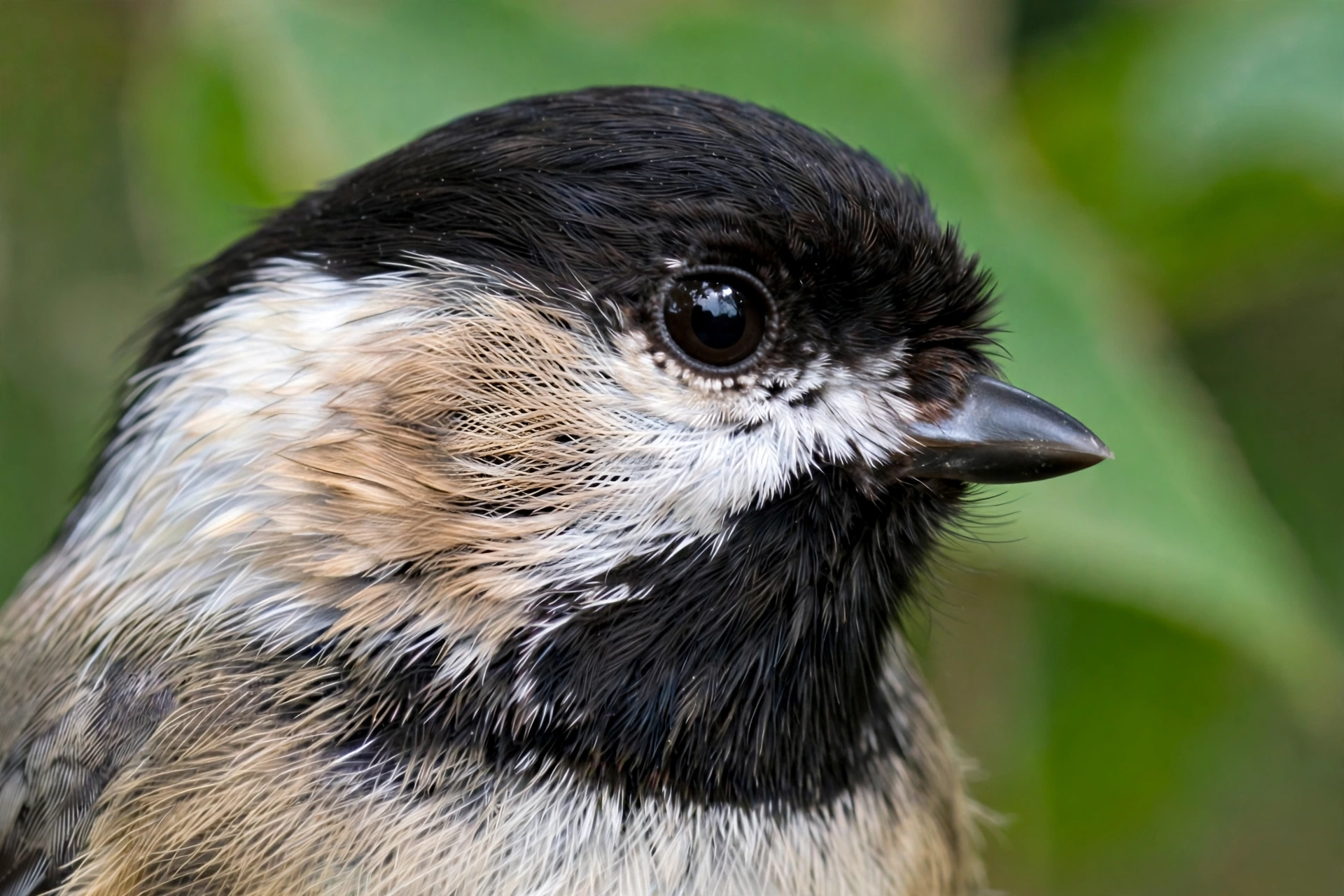 Close-up side profile of a songbird's head showing feather detail where the hidden ear opening sits beneath the feathers