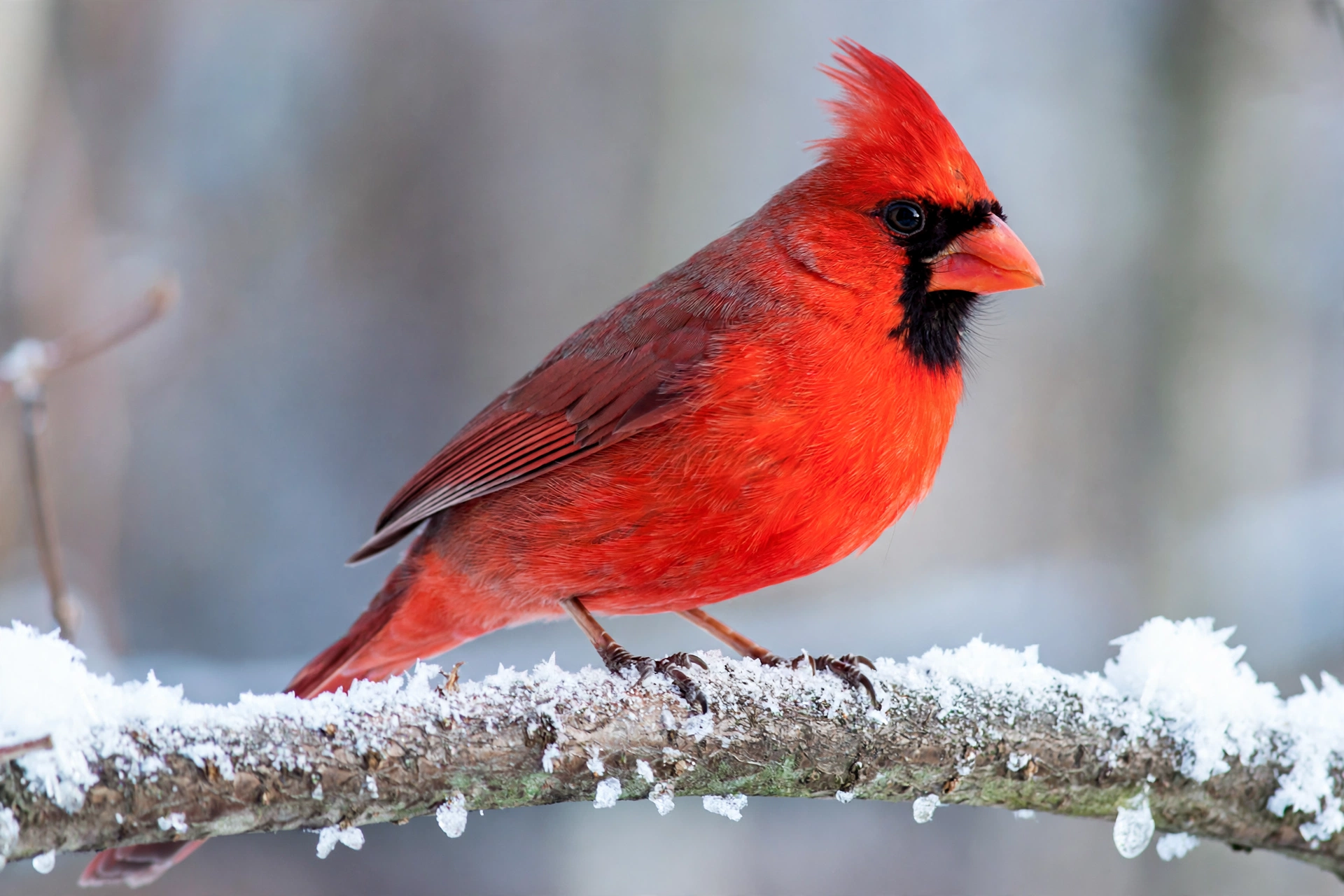 Male northern cardinal with brilliant crimson plumage, black face mask, and coral-red bill perched on a snow-dusted branch