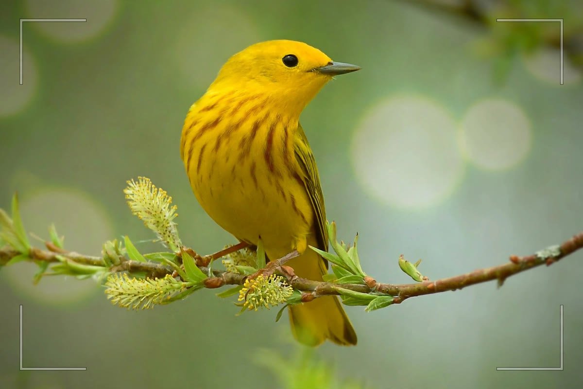 Merlin Bird ID App: How to Identify Birds by Sound, Photo, and Step-by-Step 3 Yellow warbler perched on a branch, the kind of clear photo Merlin Photo ID needs