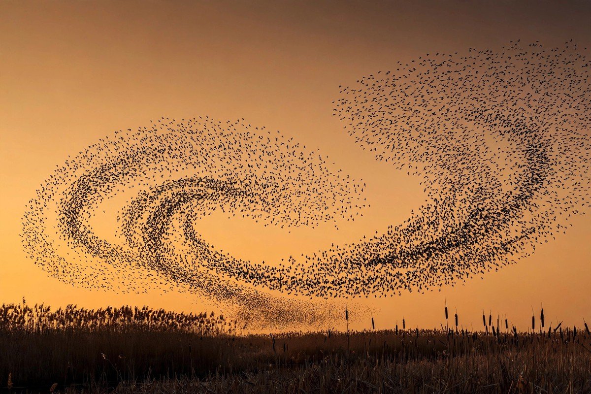 A giant swirling cloud of European starlings forming a murmuration at dusk over reed beds