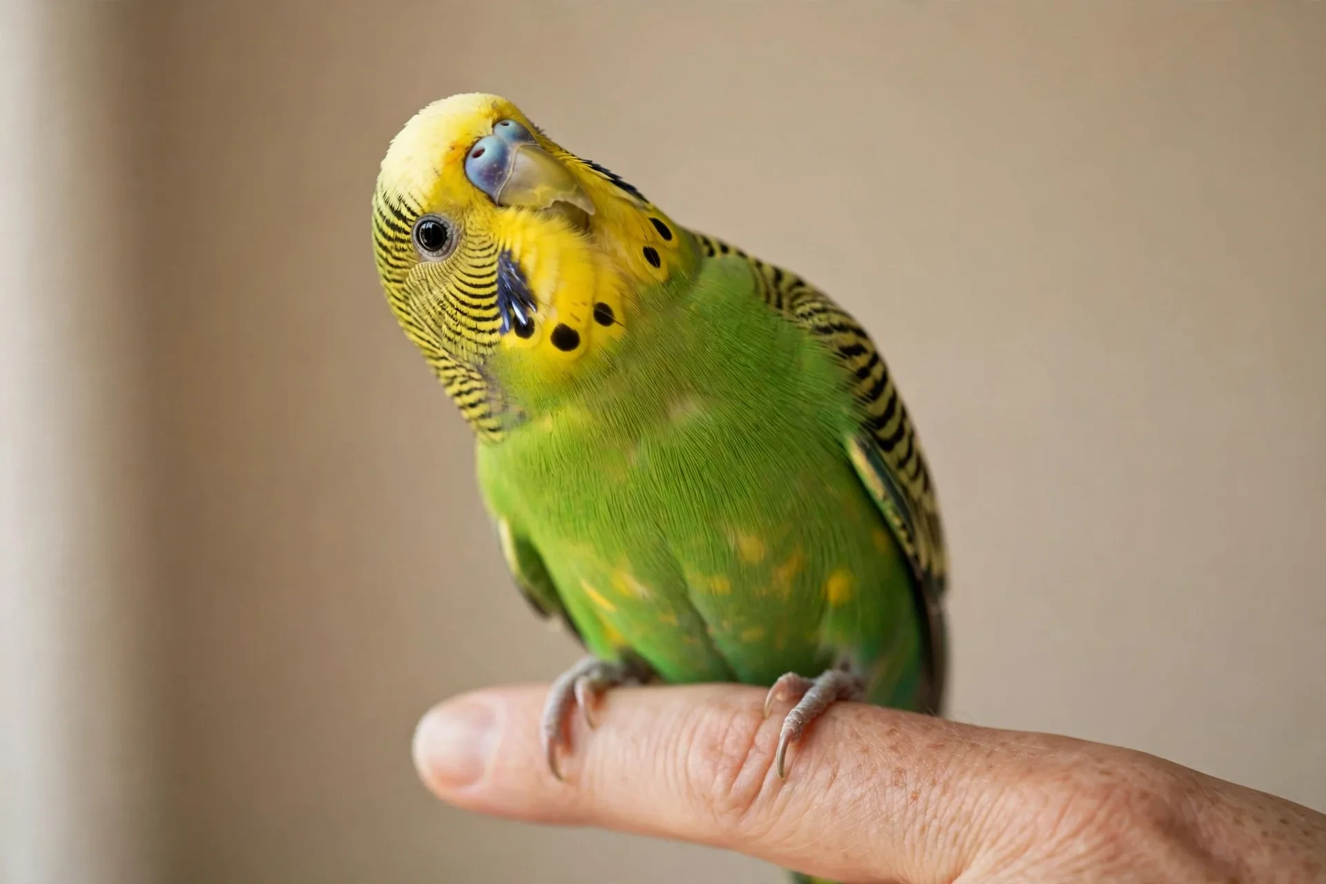 A green parakeet perched on a finger tilting its head and looking up at its owner
