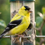 Male American goldfinch in bright summer plumage perched on a thistle feeder