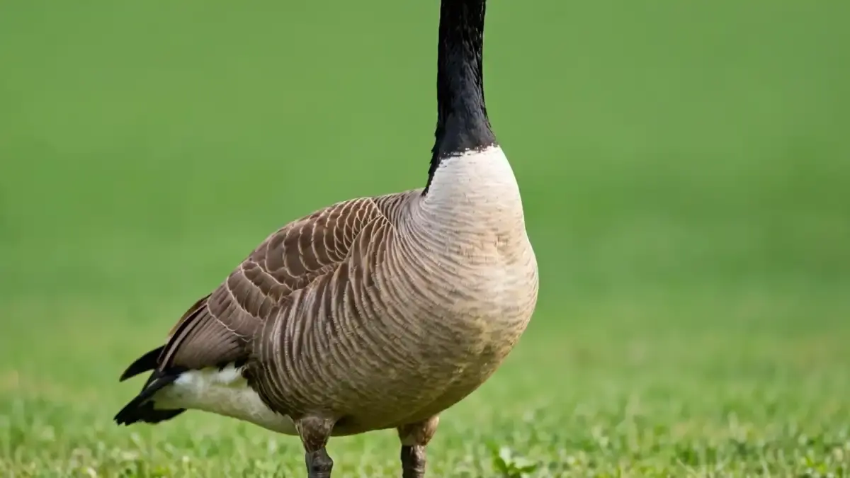 A Canada goose standing alert on grass near a pond, long neck upright and head turned toward the viewer