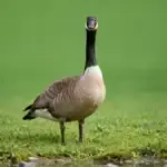 A Canada goose standing alert on grass near a pond, long neck upright and head turned toward the viewer