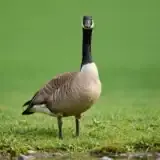 A Canada goose standing alert on grass near a pond, long neck upright and head turned toward the viewer