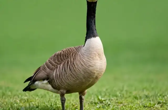 A Canada goose standing alert on grass near a pond, long neck upright and head turned toward the viewer