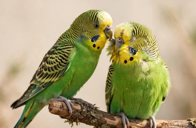 Two green parakeets sitting side by side on a perch, one gently preening the feathers on the back of the other's head