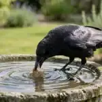 A black crow dipping a piece of bread into a stone birdbath in a sunny garden, with ripples spreading across the water