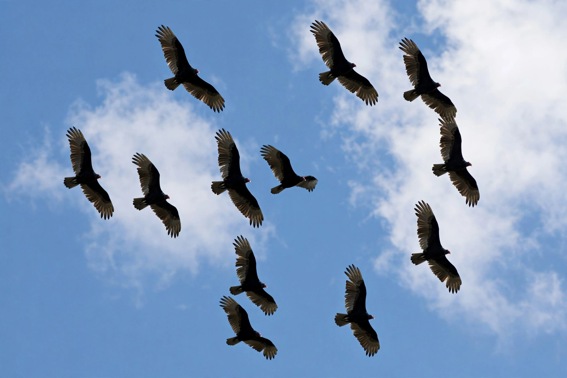 A kettle of turkey vultures soaring in circles high in a clear blue sky with wings held in a shallow V