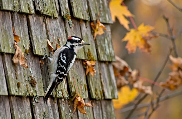 Why Do Woodpeckers Peck at Houses in Fall? (And How to Stop Them) 20 A downy woodpecker clinging to weathered cedar shake house siding in autumn